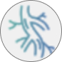 Peripheral Artery Disease Icon
